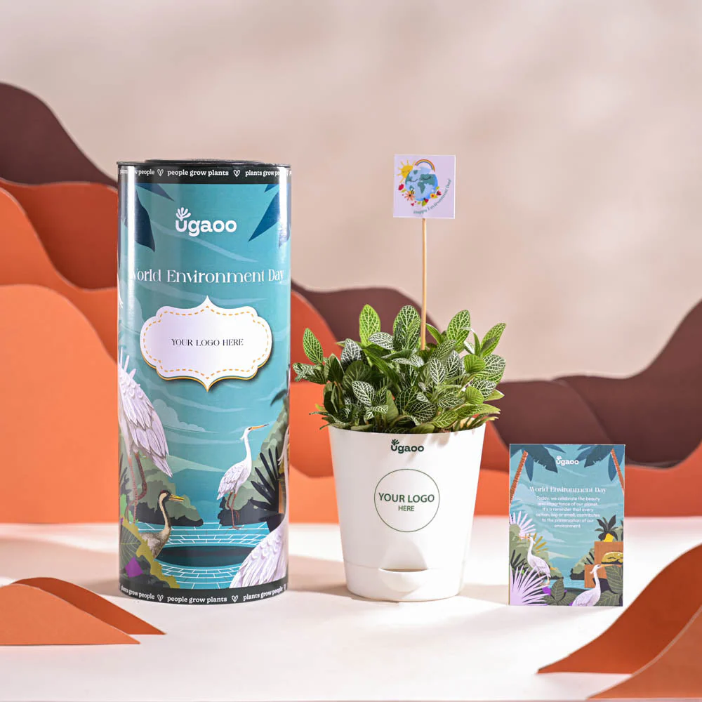 Fittonia Green Plant (Nerve Plant) For Environment Day Gifting - Image 7