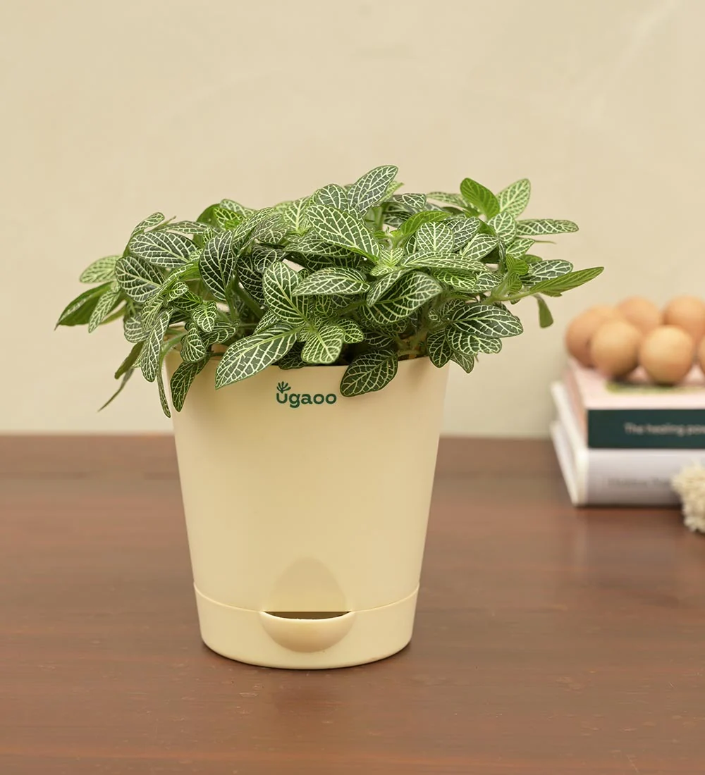 Fittonia Green Plant (Nerve Plant) - Women's Day Gift For Employees - Image 4