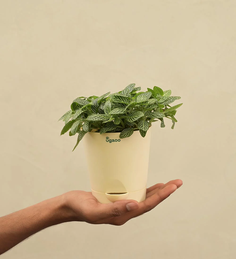 Fittonia Green Plant (Nerve Plant) - Women's Day Gift For Employees - Image 5