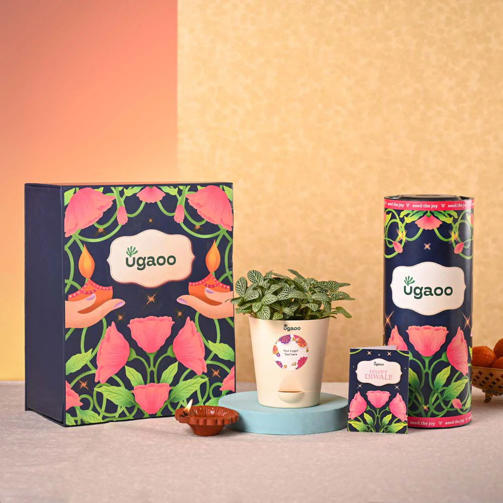 Fittonia Green Plant & Smoor Diwali Gift Hamper - Image 2