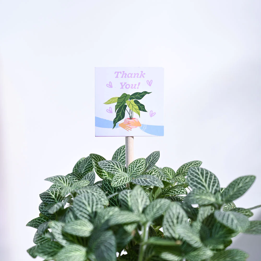 Fittonia Green Thank you Gift Hamper - Image 7
