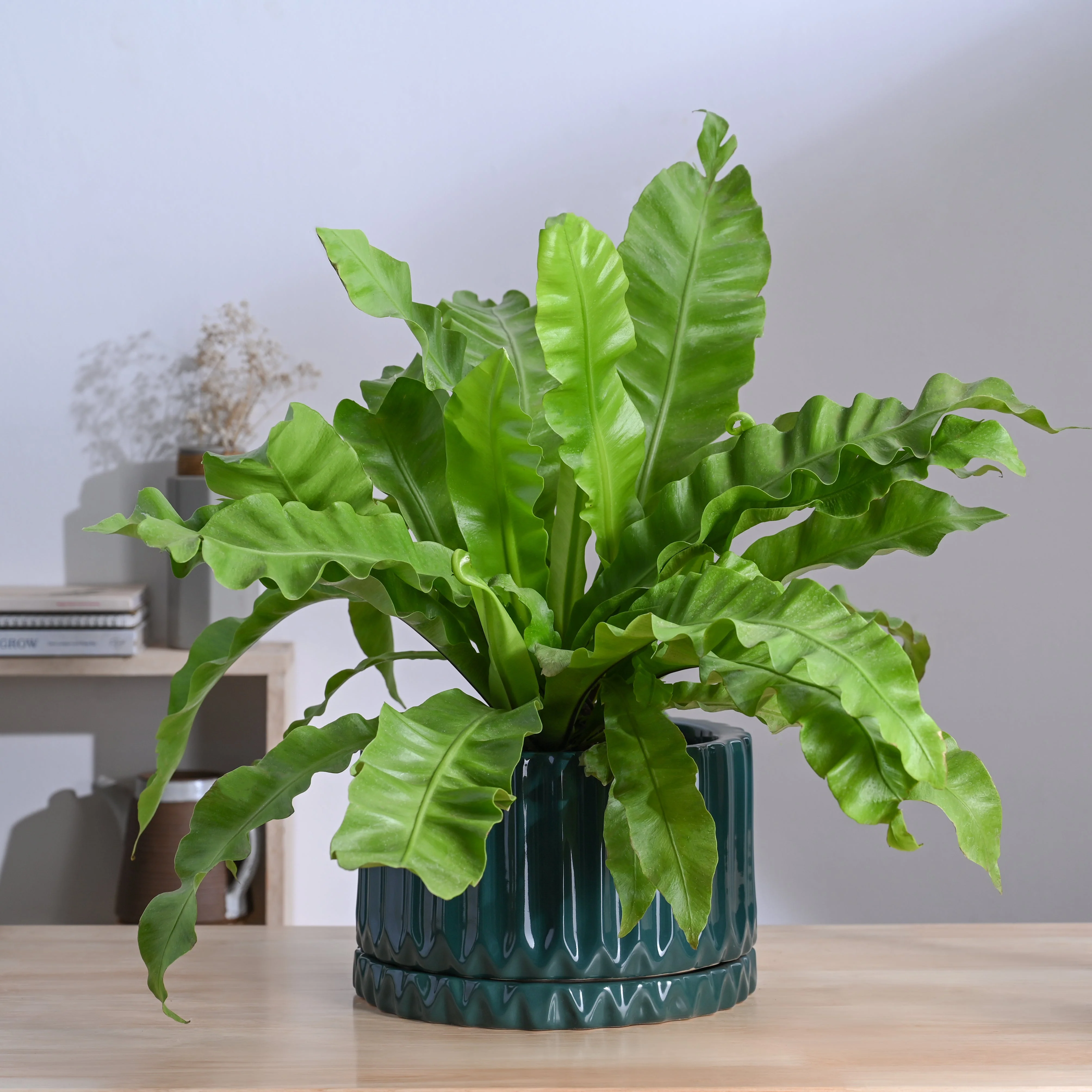 Fleeting Bliss Ceramic Planter - Image 14