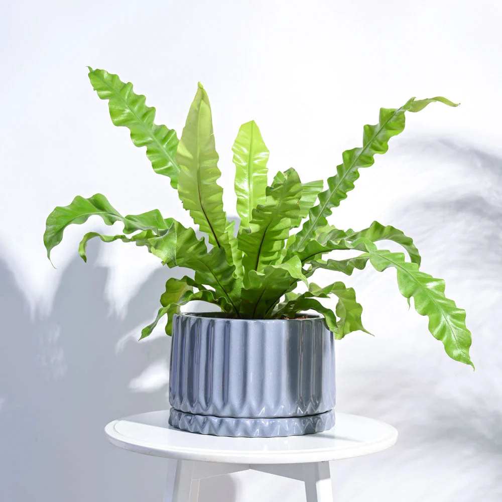 Fleeting Bliss Ceramic Planter - Image 2