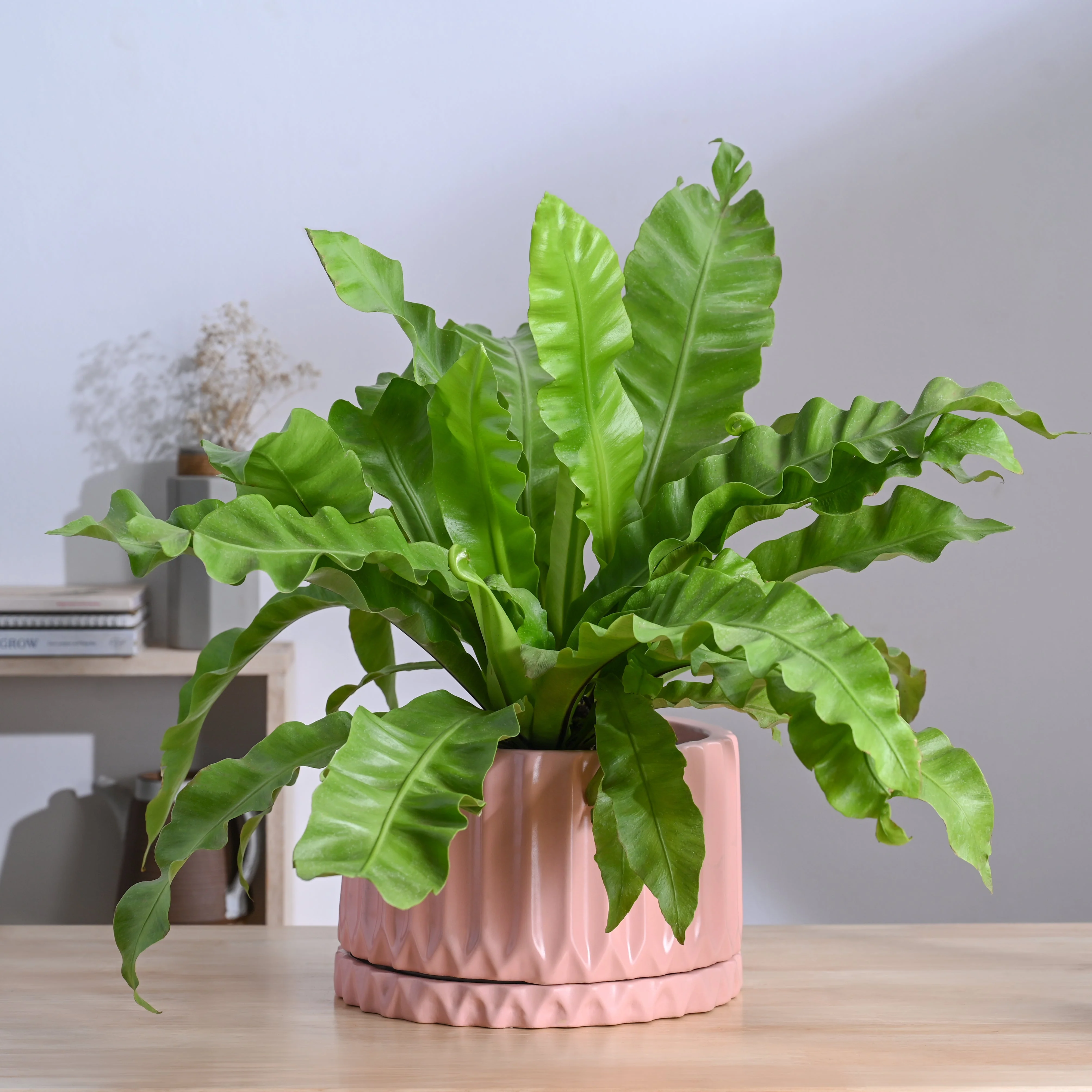 Fleeting Bliss Ceramic Planter - Image 22