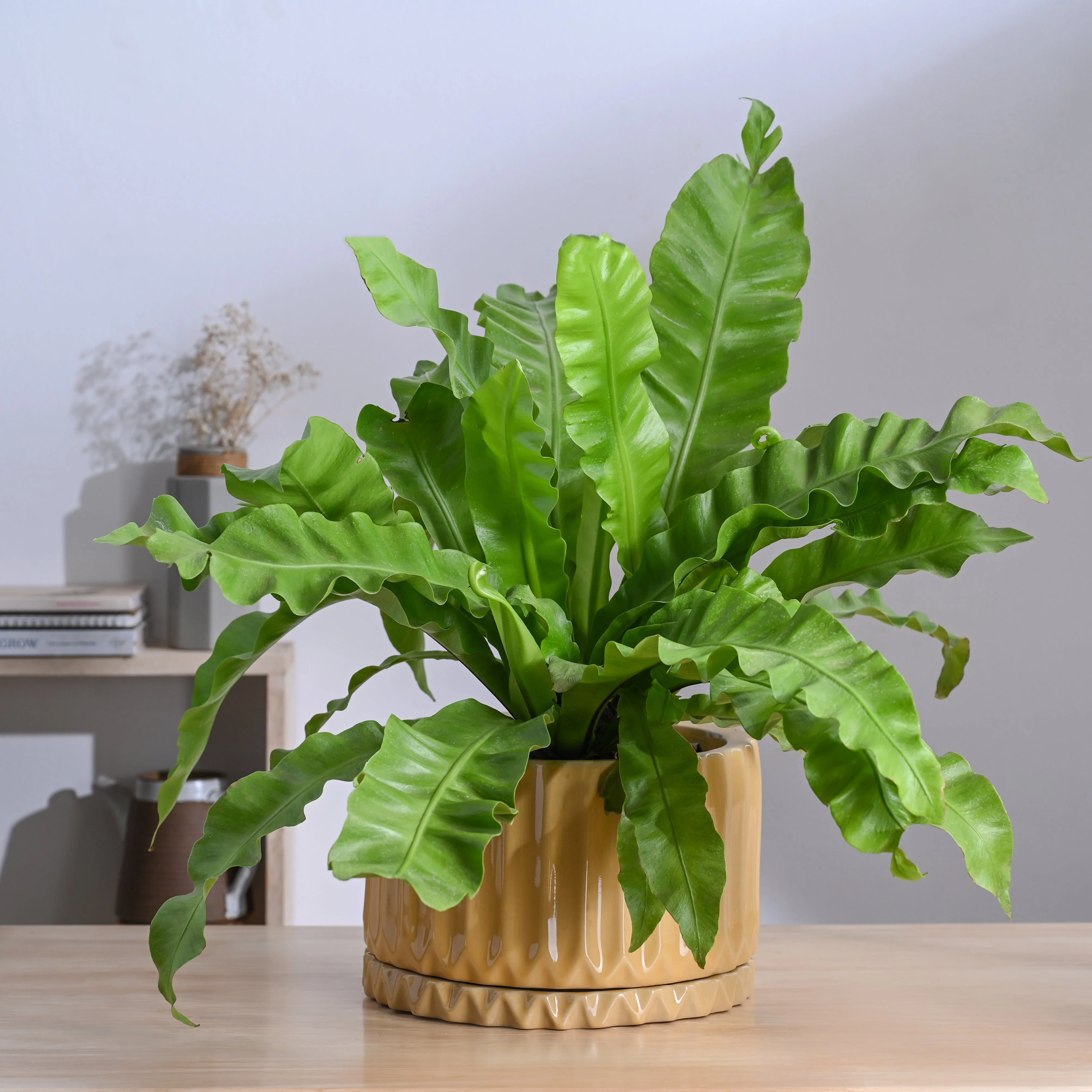 Fleeting Bliss Ceramic Planter - Image 30