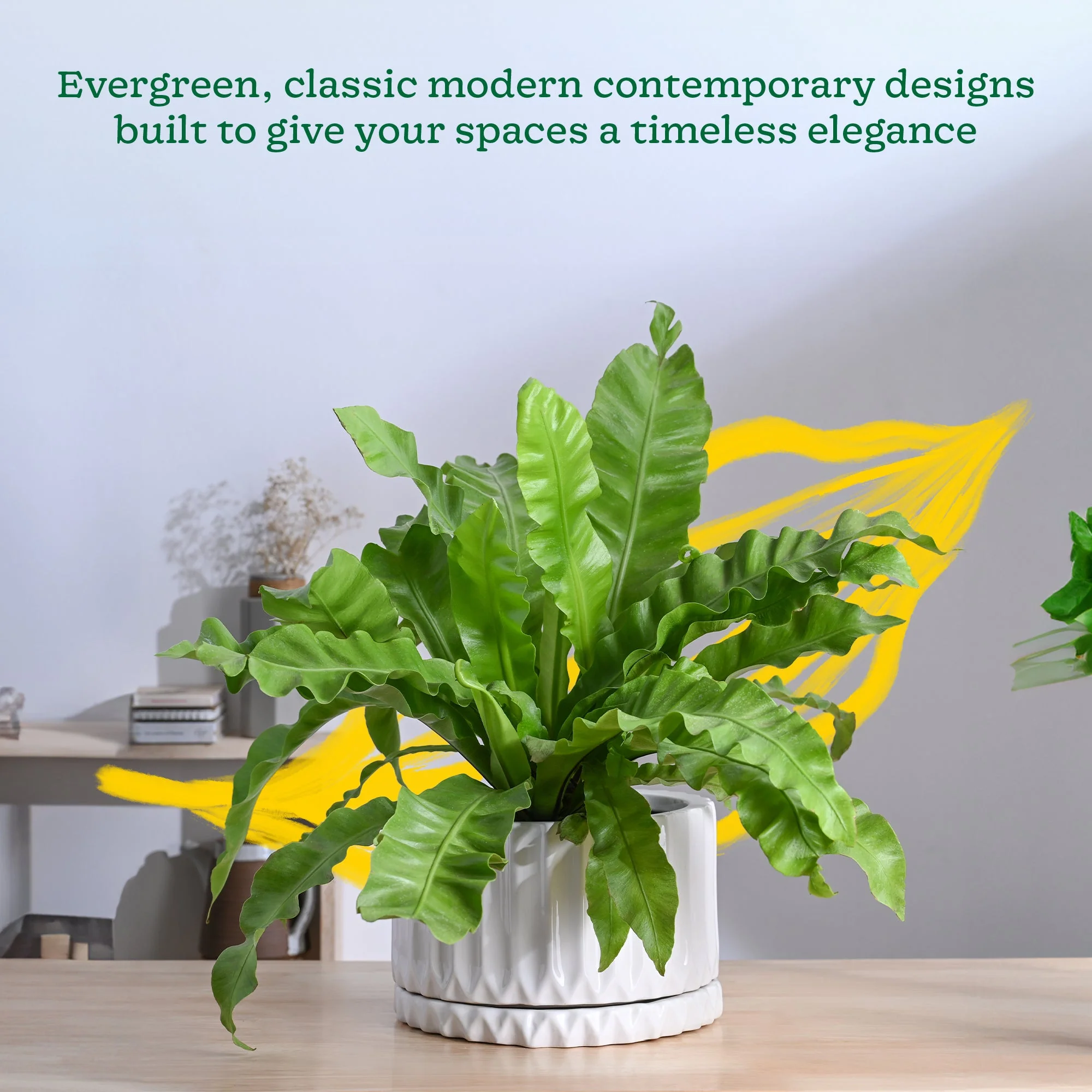 Fleeting Bliss Ceramic Planter - Image 39