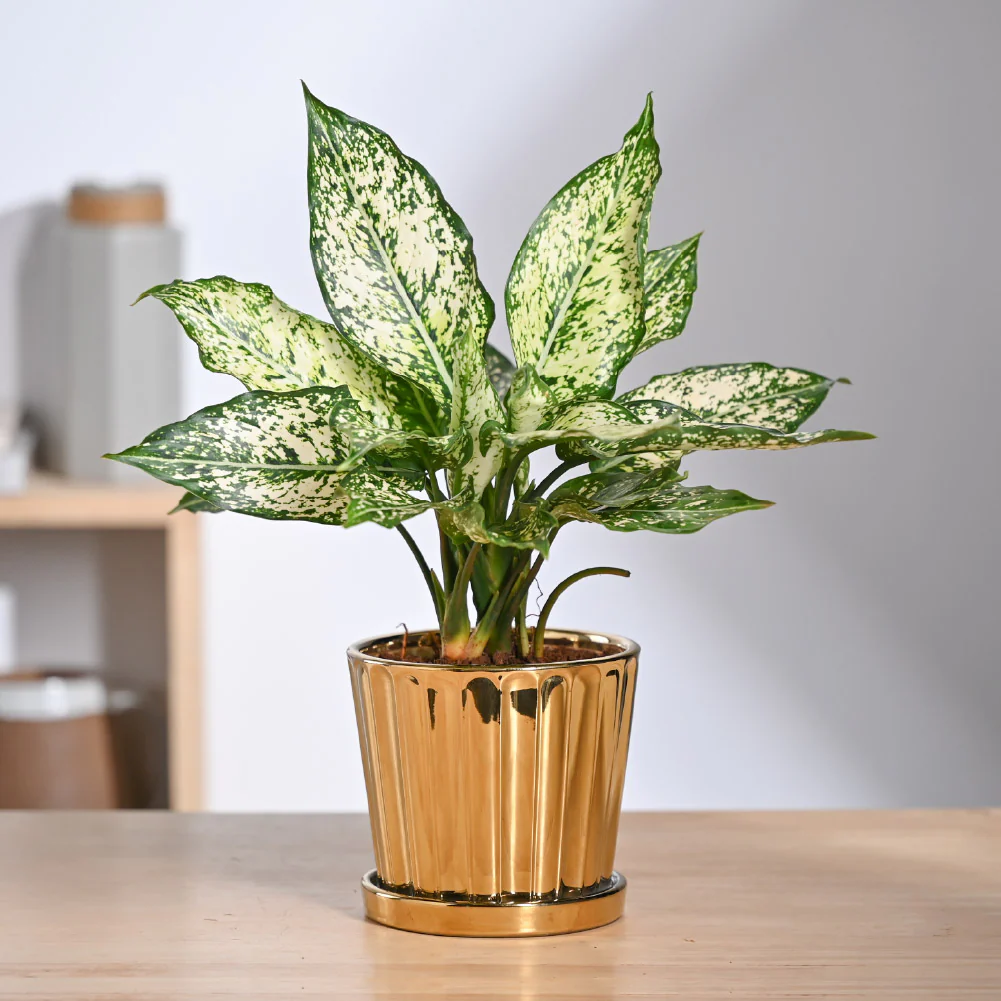 Fluted ceramic pot- 5 inch - Image 11