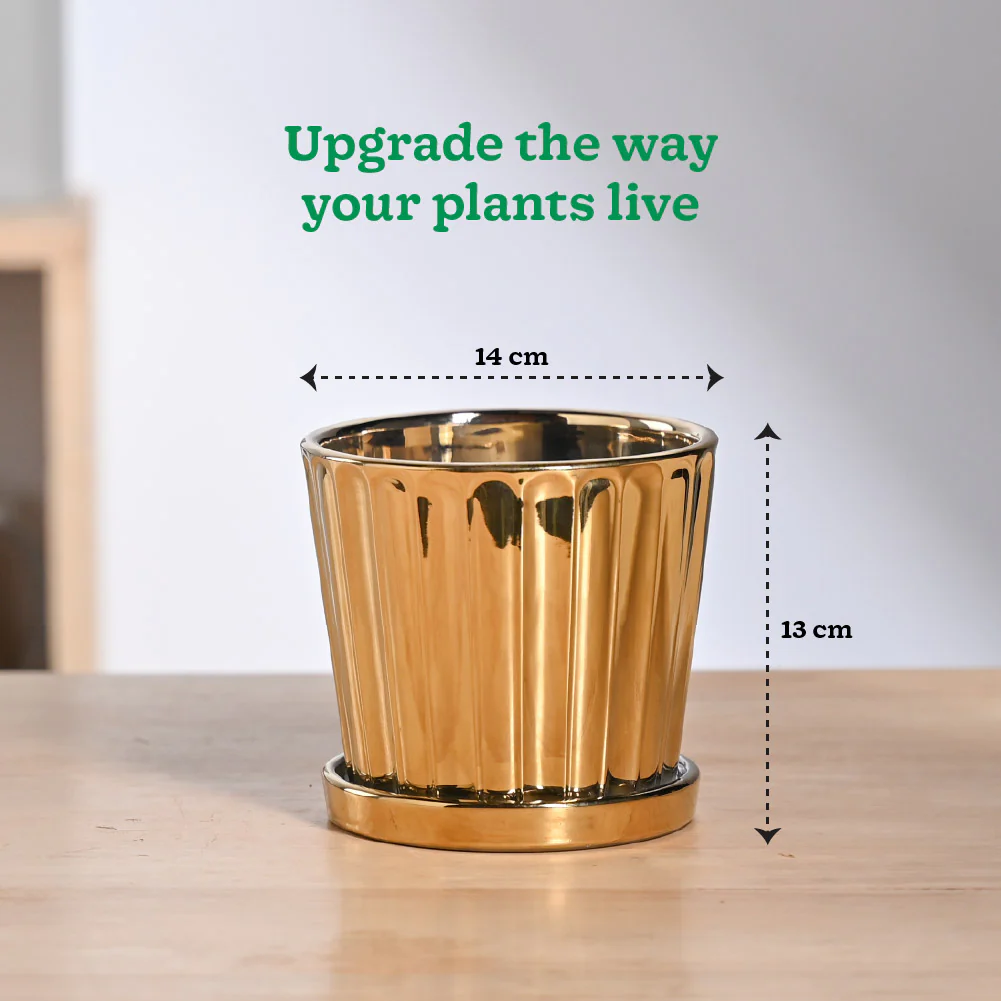 Fluted ceramic pot- 5 inch - Image 13