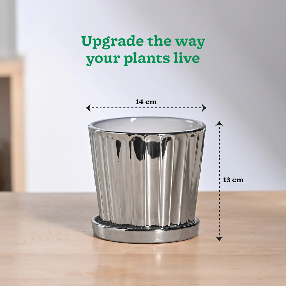 Fluted ceramic pot- 5 inch - Image 4