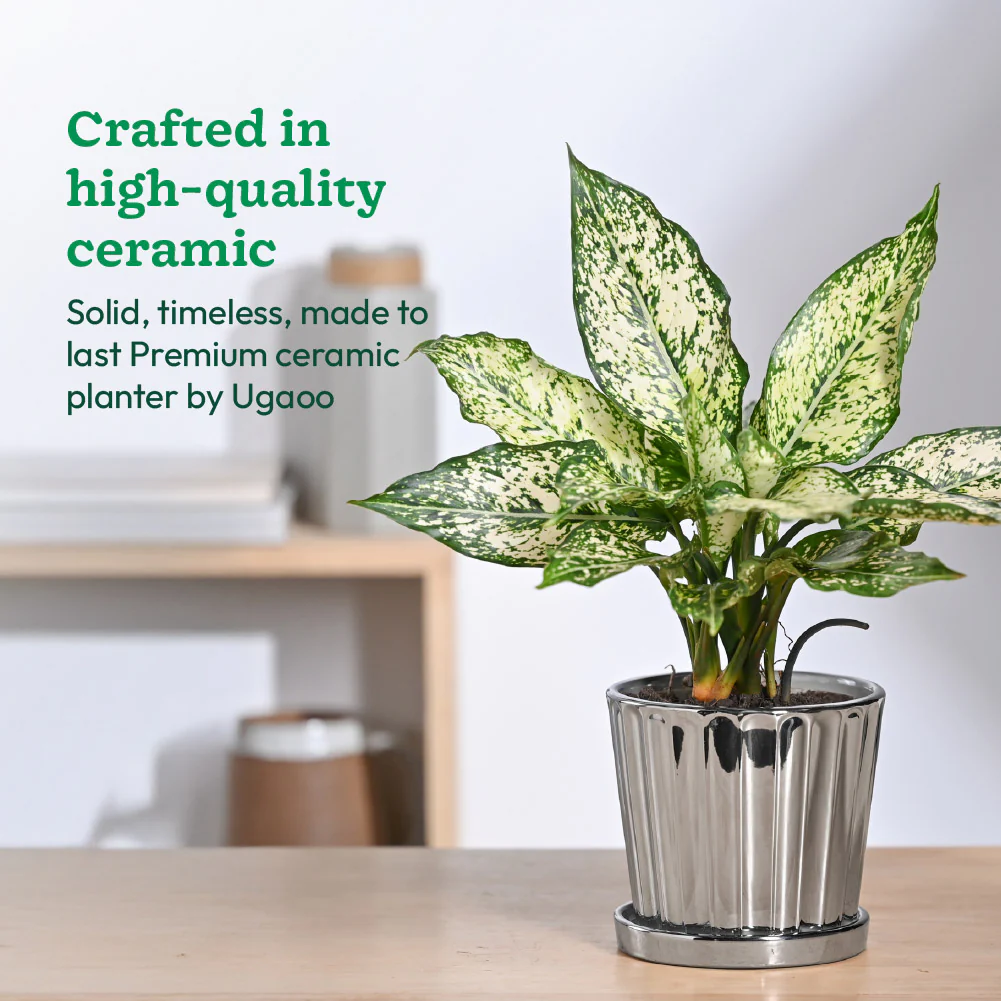 Fluted ceramic pot- 5 inch - Image 8