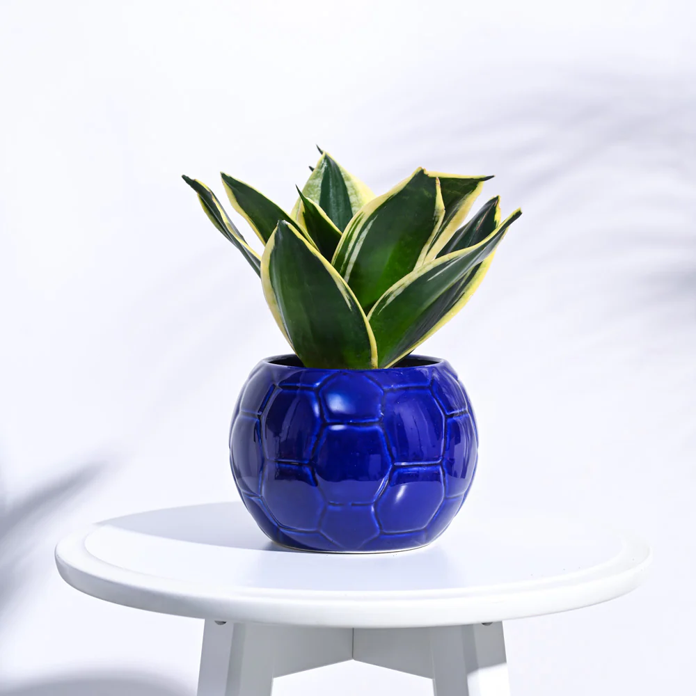 Football Ceramic Pot (5.3 Inch Diameter) - Image 21