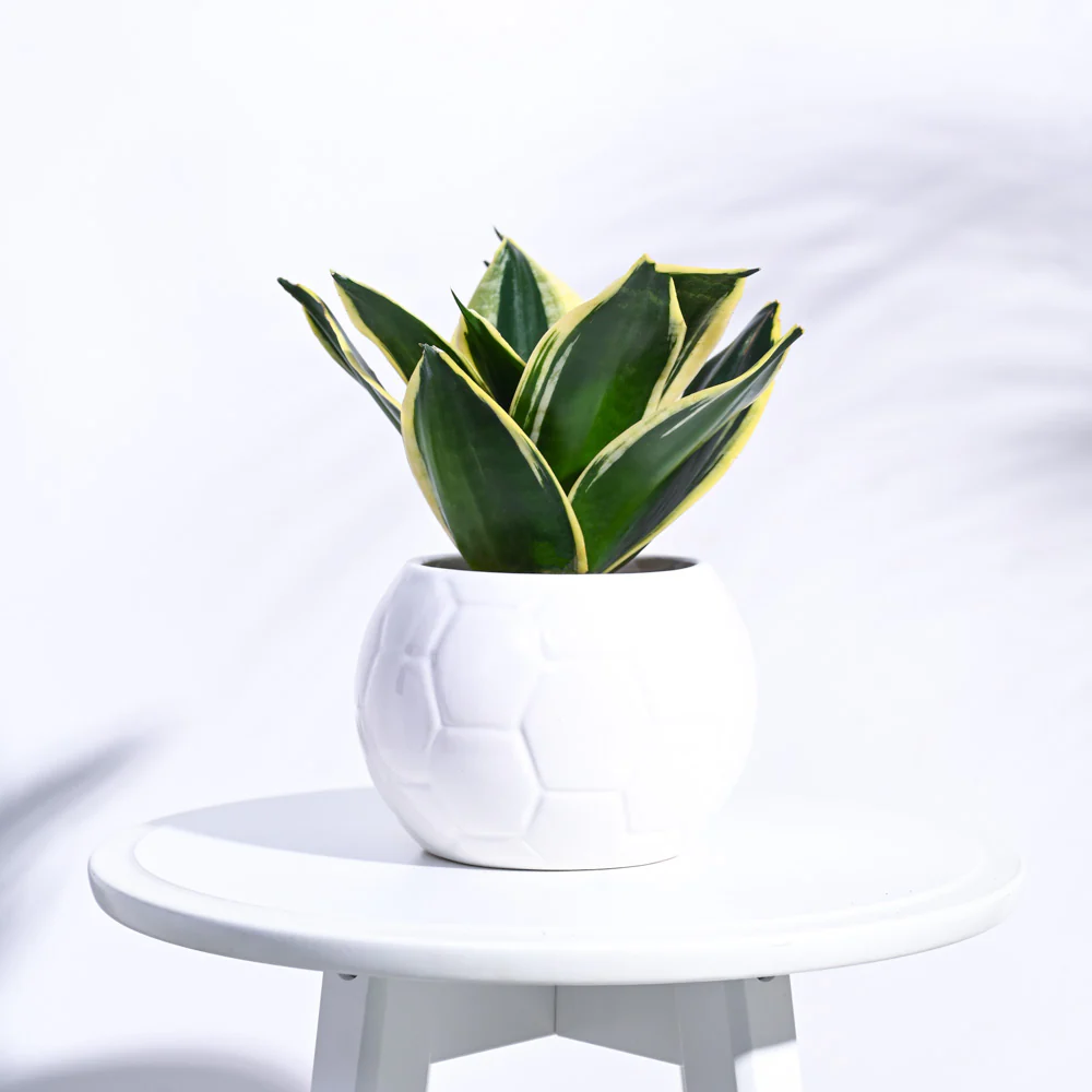 Football Ceramic Pot (5.3 Inch Diameter) - Image 5
