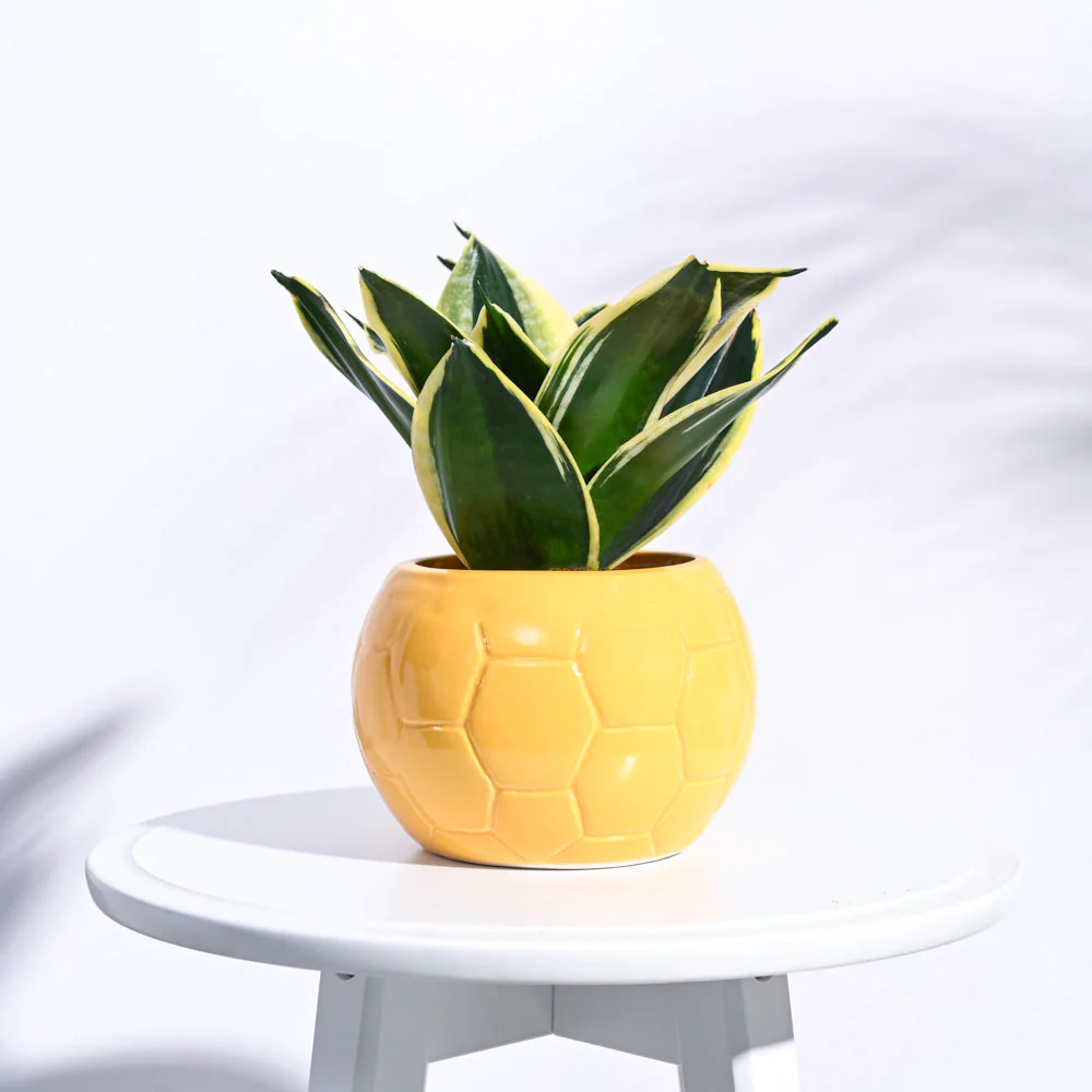 Football Ceramic Pot (5.3 Inch Diameter) - Image 9