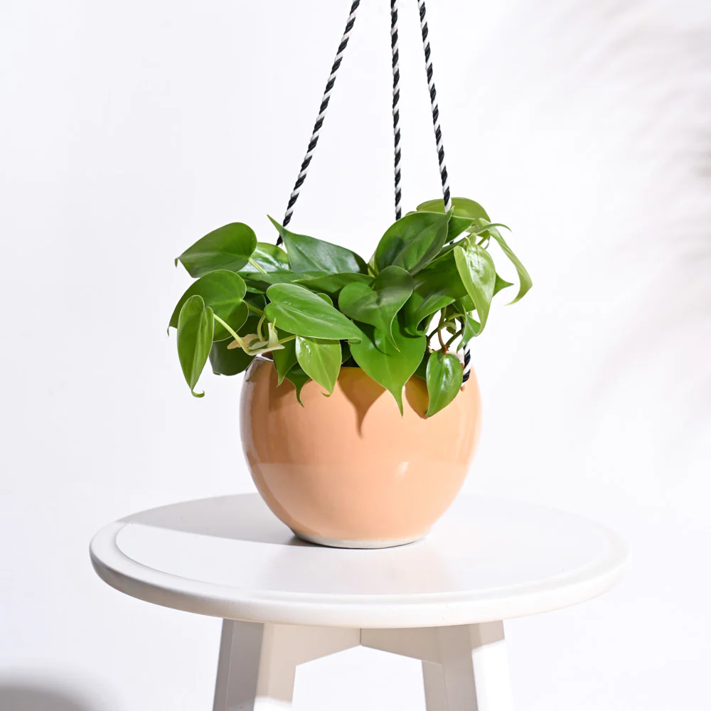 Forma Handmade Ceramic Planter - Image 11