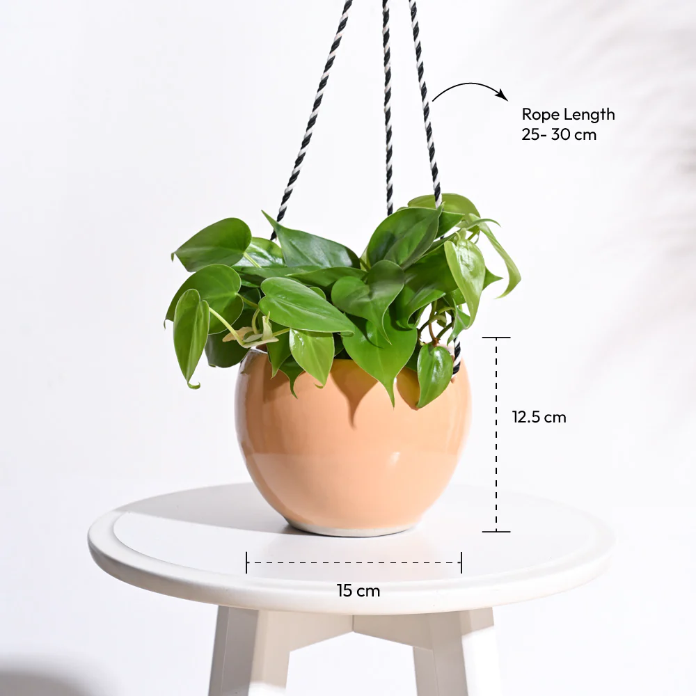 Forma Handmade Ceramic Planter - Image 13