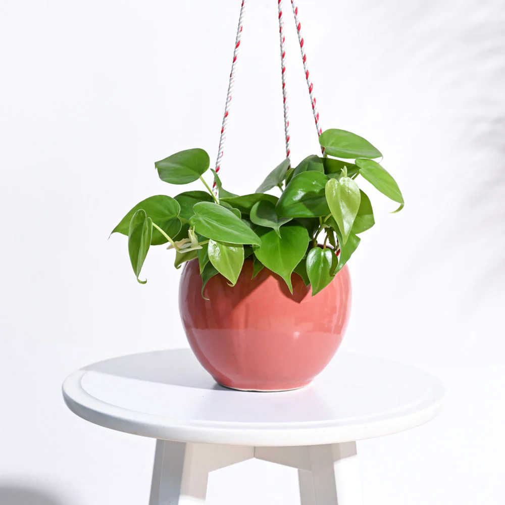 Forma Handmade Ceramic Planter - Image 16