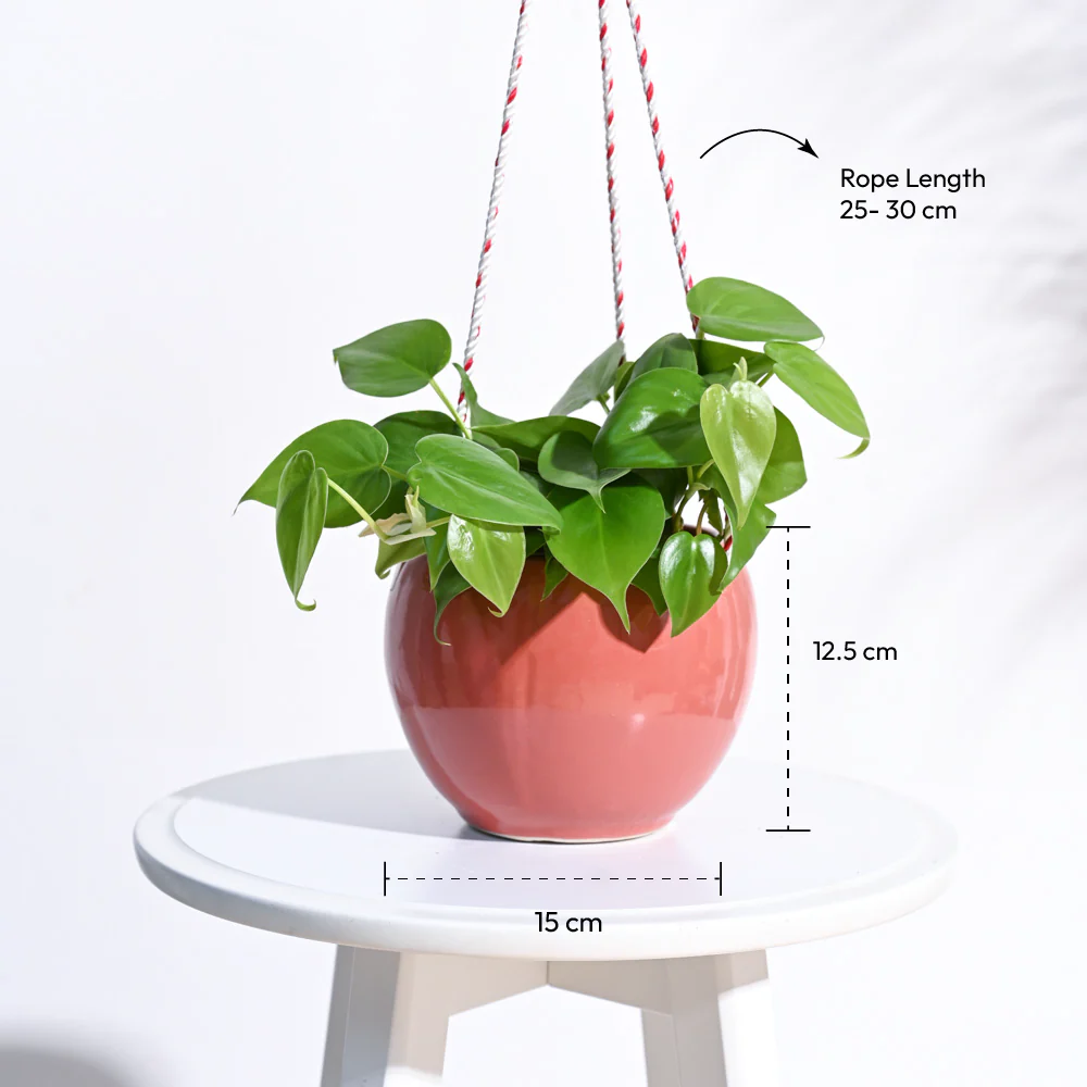 Forma Handmade Ceramic Planter - Image 18