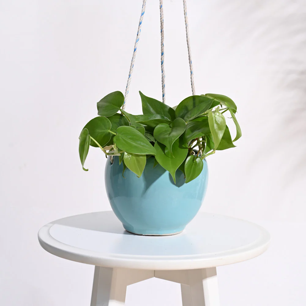 Forma Handmade Ceramic Planter - Image 21