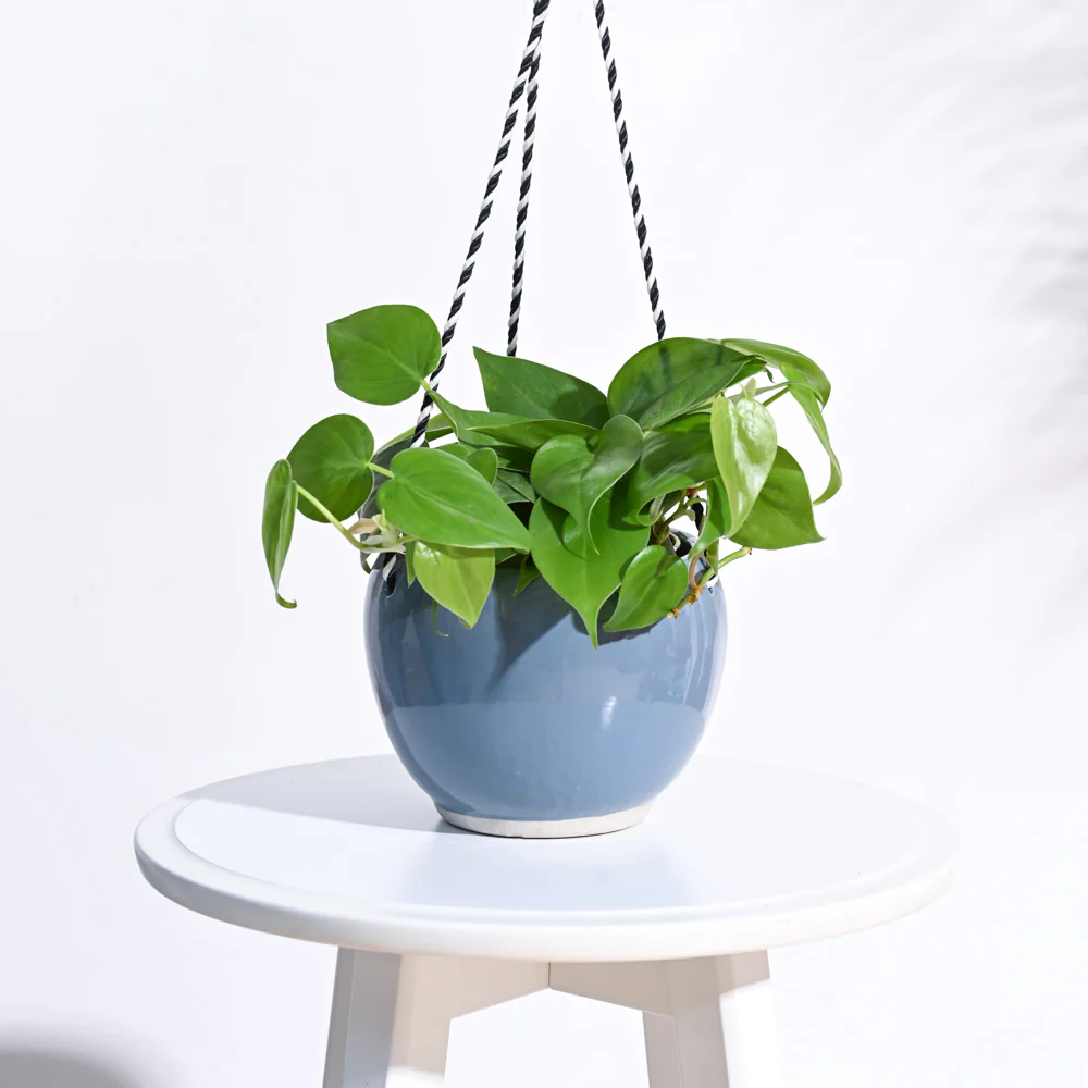 Forma Handmade Ceramic Planter - Image 6