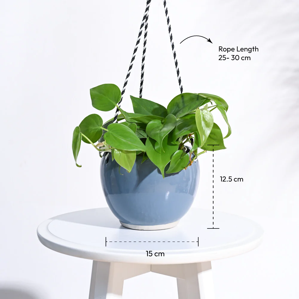 Forma Handmade Ceramic Planter - Image 8