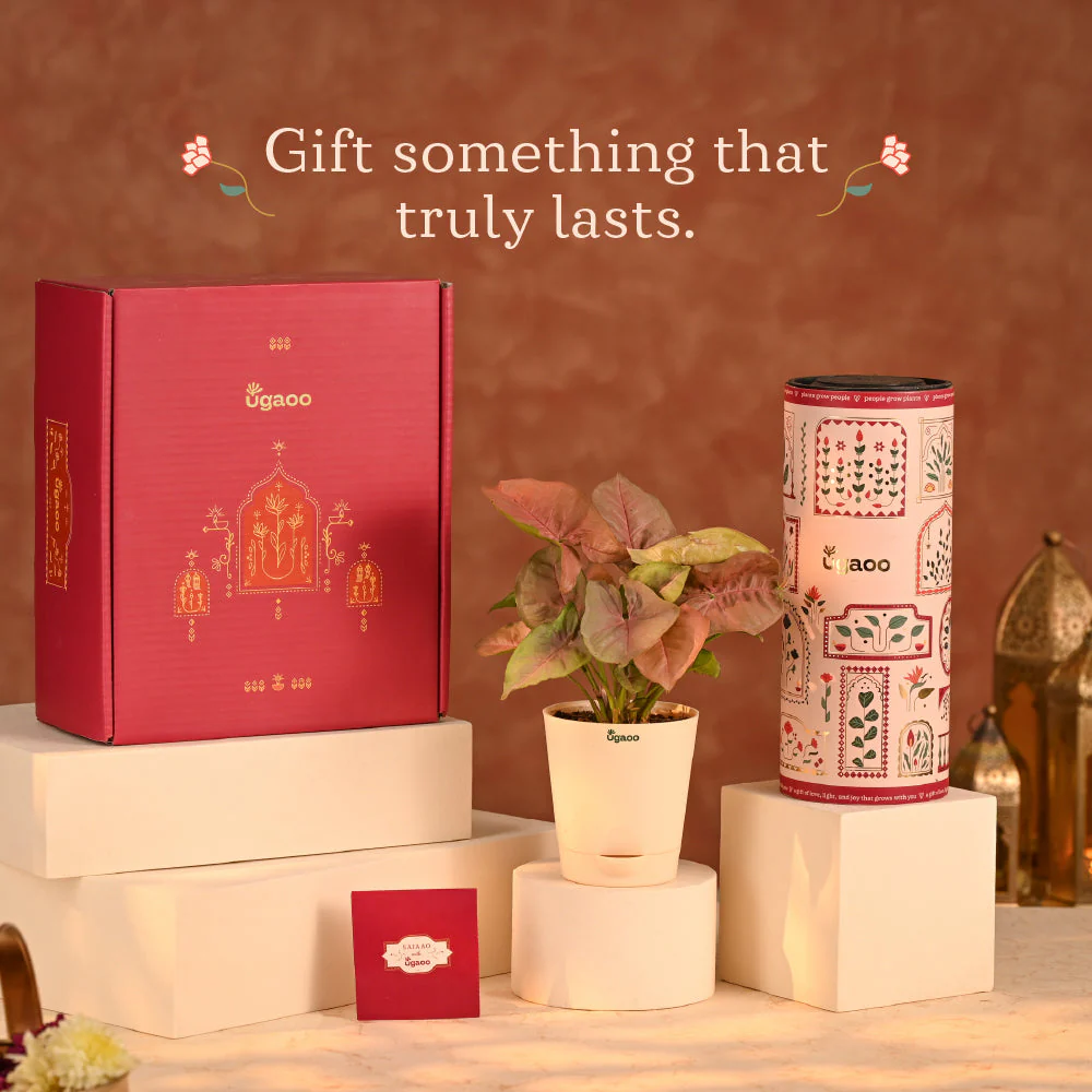 Balance of Beauty - Eco-friendly Diwali Corporate Gift - Image 13