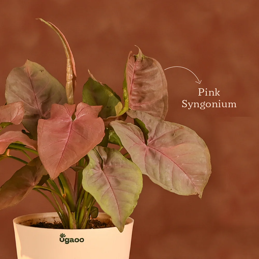 Balance of Beauty - Eco-friendly Diwali Corporate Gift - Image 17