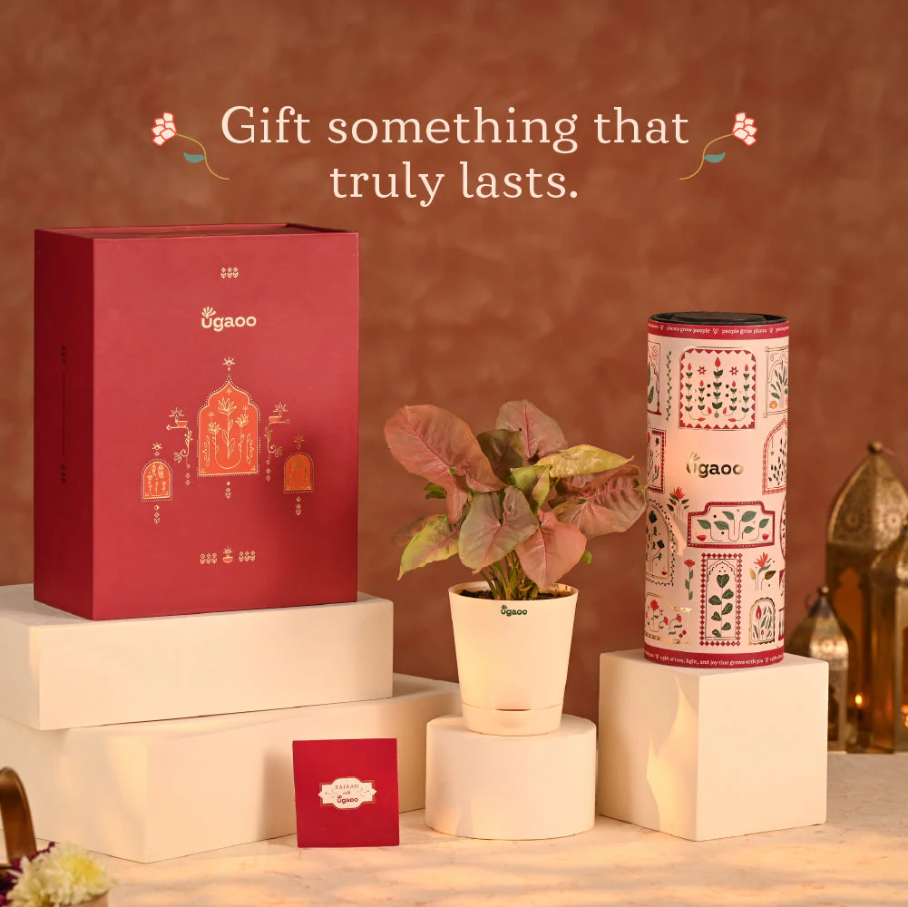 Balance of Beauty - Eco-friendly Diwali Corporate Gift - Image 2