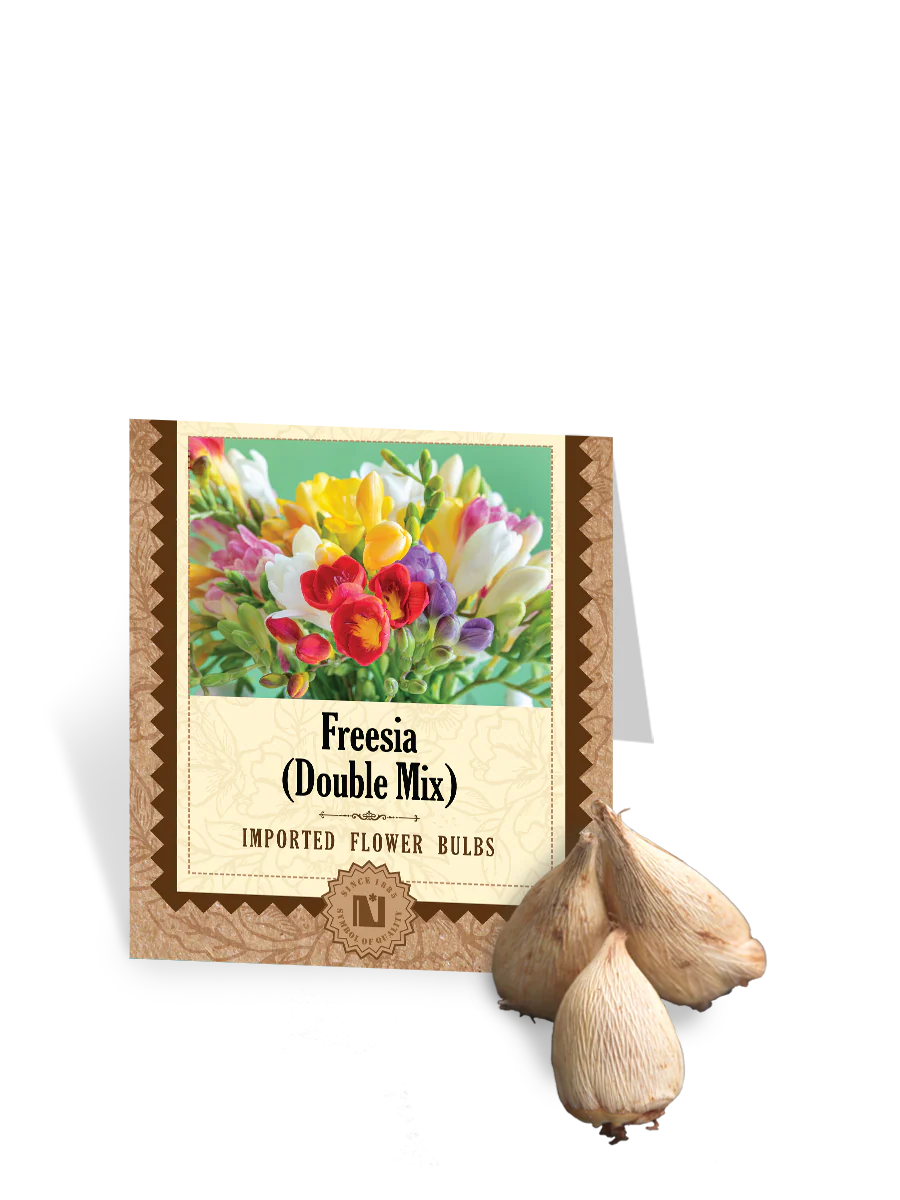 Freesia Double Mix Bulbs