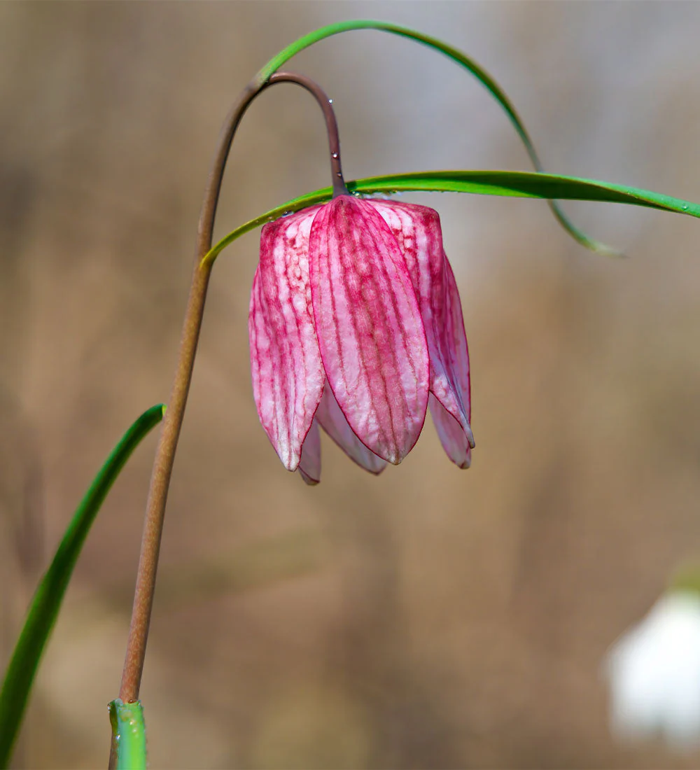 Fritillaria lily Bulbs - Image 2