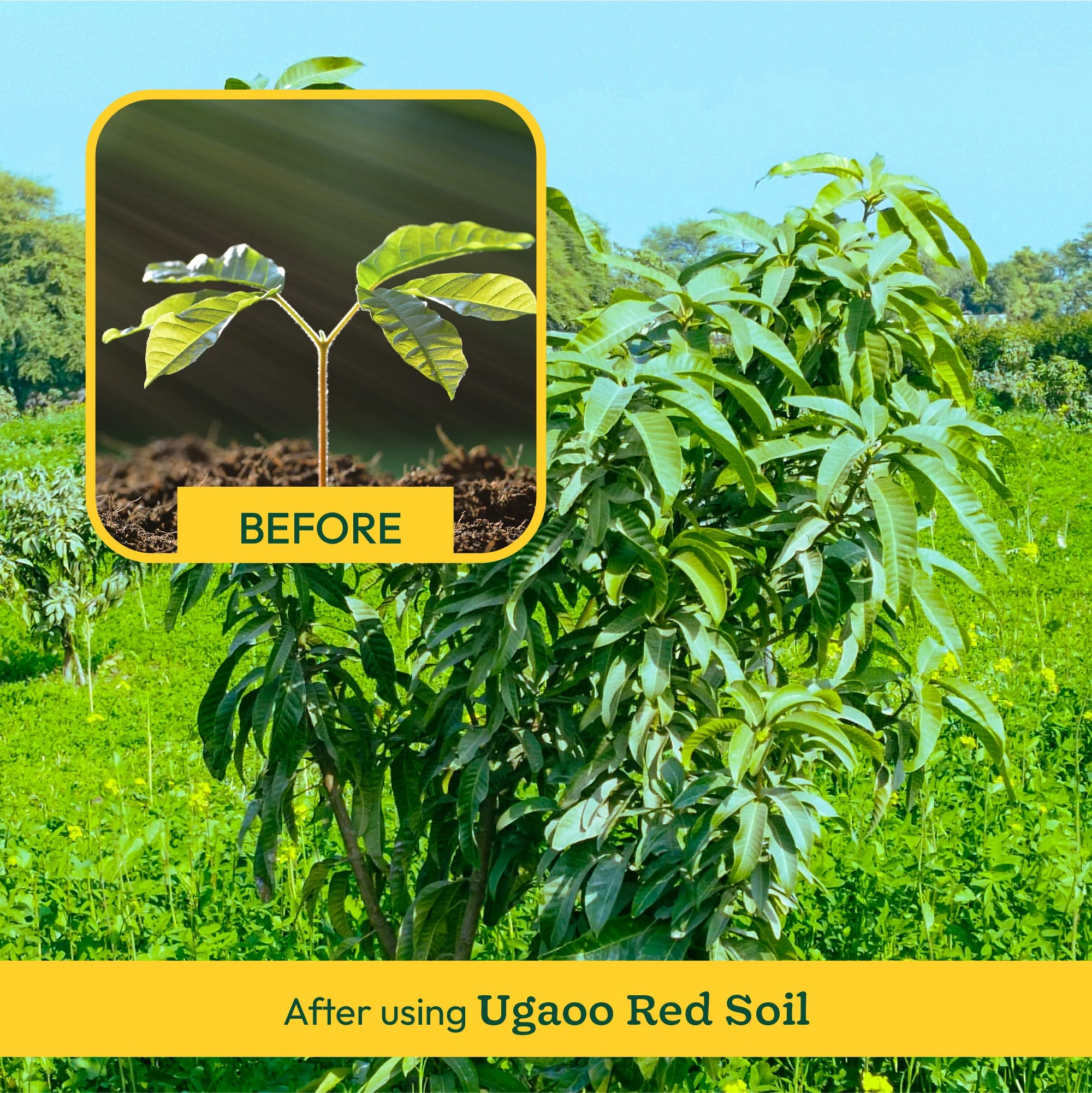 Garden Red Soil - Image 9