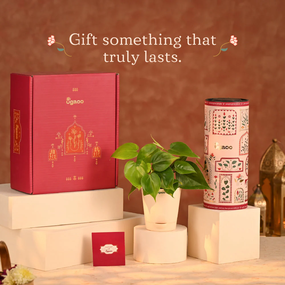Lush Treat - Corporate Diwali Plant Gift Hamper - Image 14