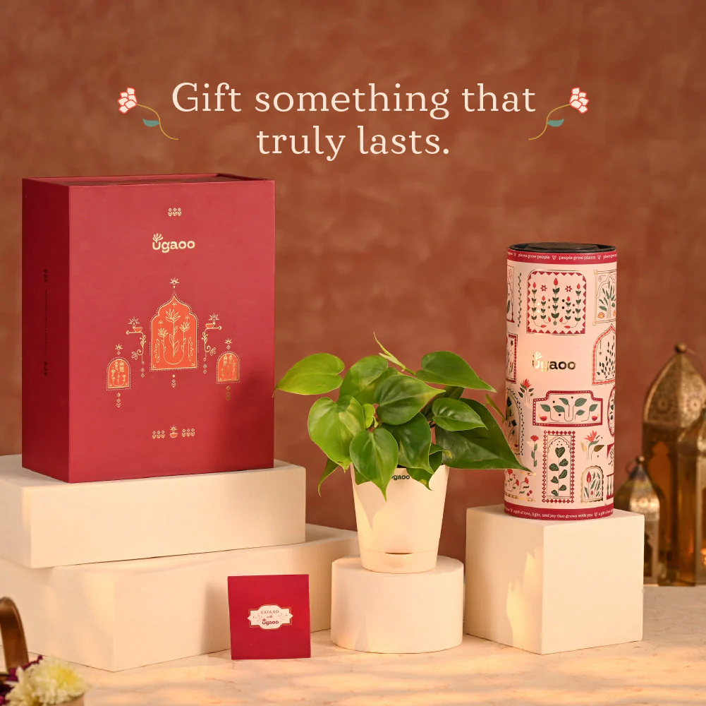 Lush Treat - Corporate Diwali Plant Gift Hamper - Image 2