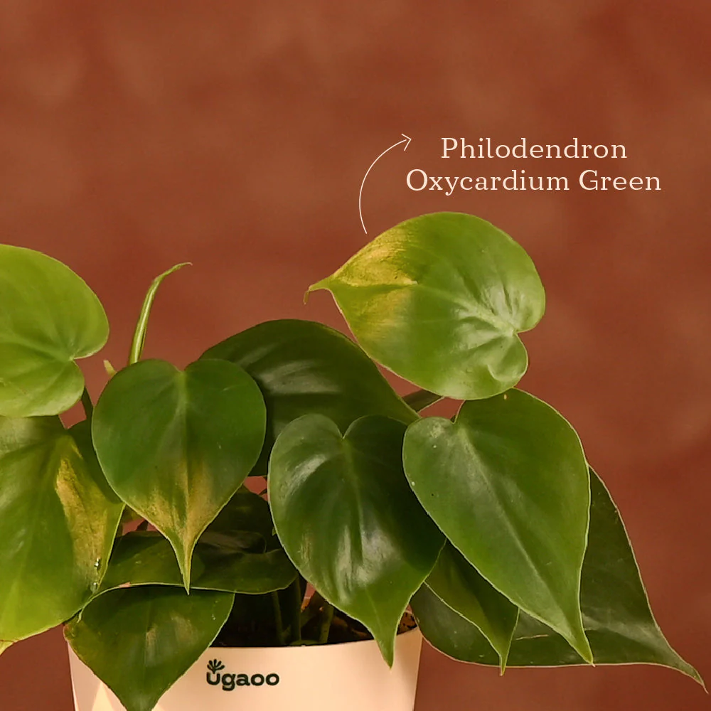 Lush Treat - Corporate Diwali Plant Gift Hamper - Image 6