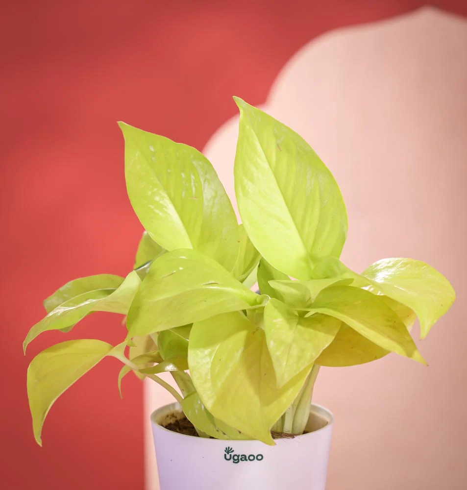 Golden Money Plant Diwali Gift with Greeting Card - Image 3