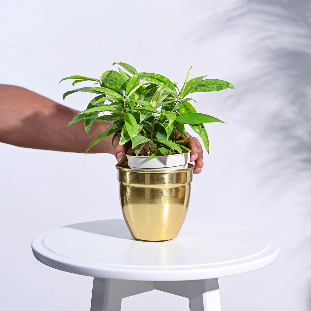 Golden Opulence Planter - Image 8