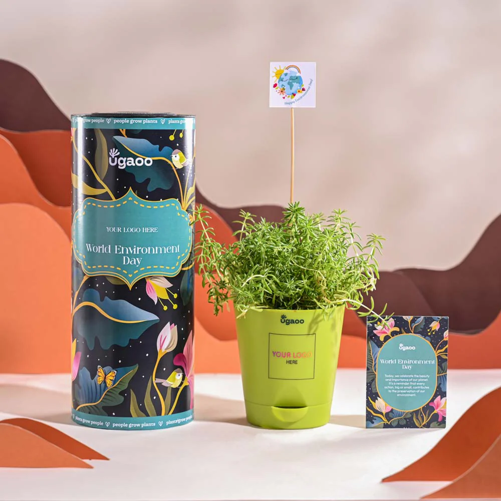 Golden Sedum Plant For Environment Day Gifting - Image 14