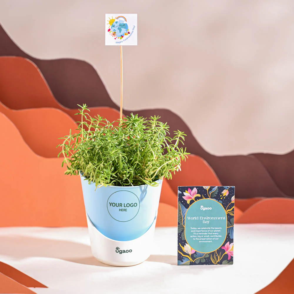 Golden Sedum Plant For Environment Day Gifting - Image 20