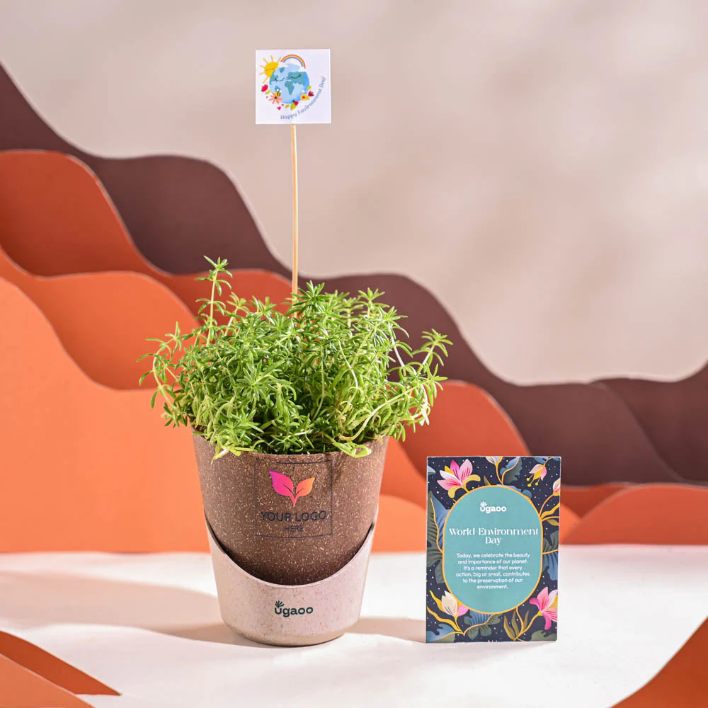 Golden Sedum Plant For Environment Day Gifting - Image 32