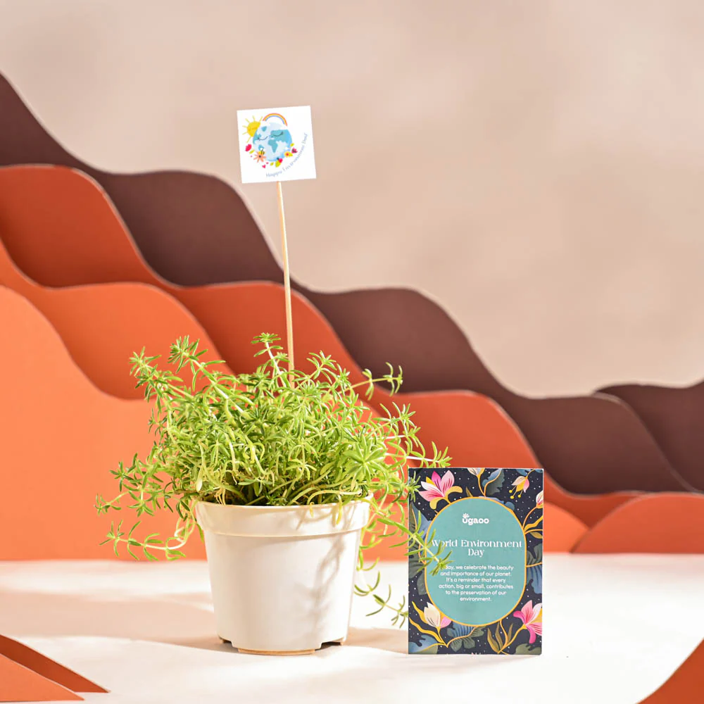 Golden Sedum Plant For Environment Day Gifting - Image 44