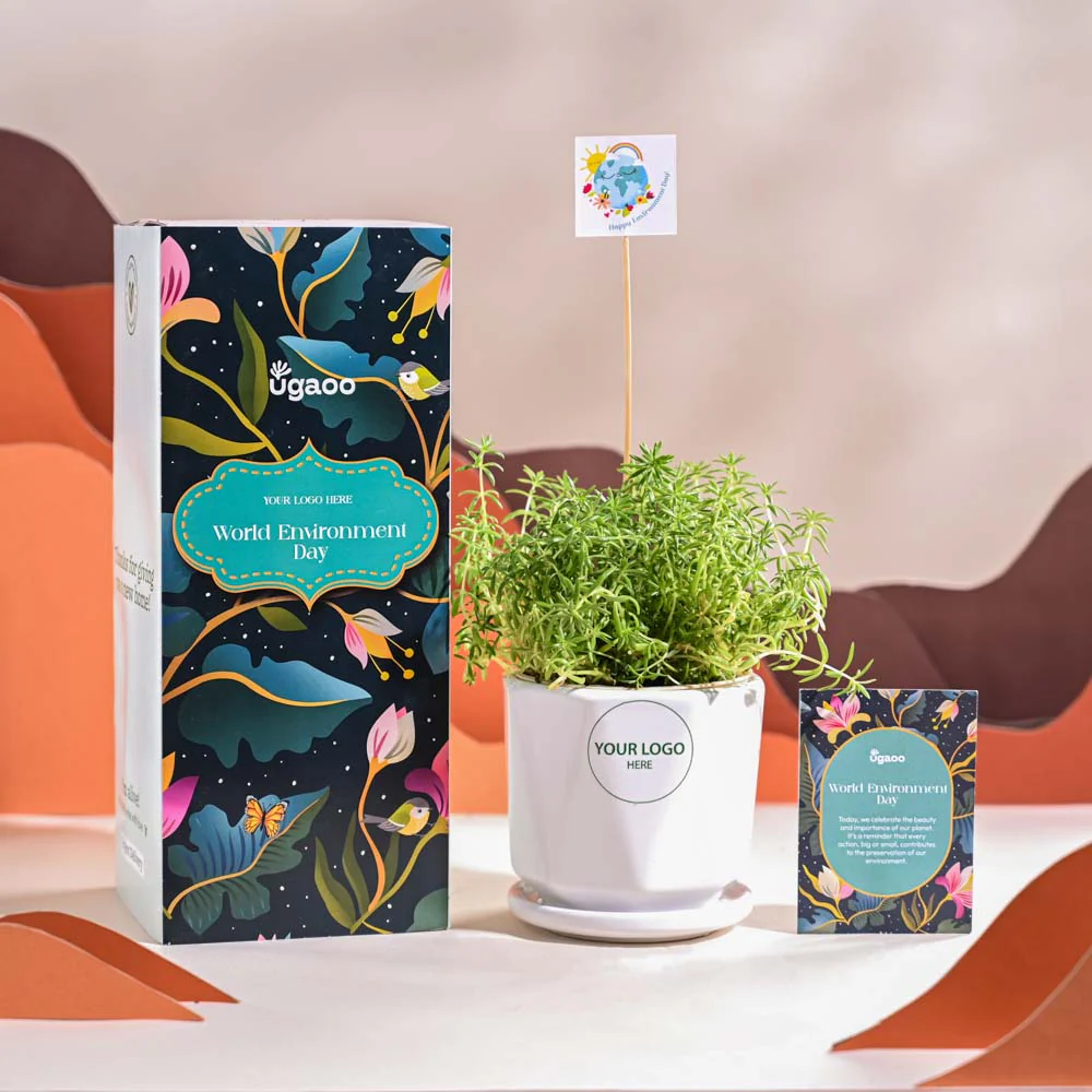 Golden Sedum Plant For Environment Day Gifting - Image 49