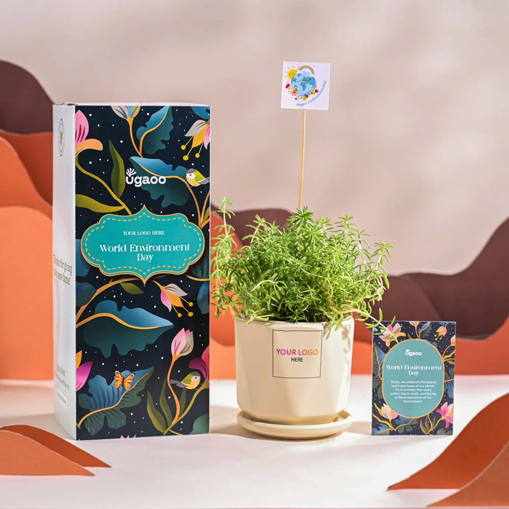 Golden Sedum Plant For Environment Day Gifting - Image 61