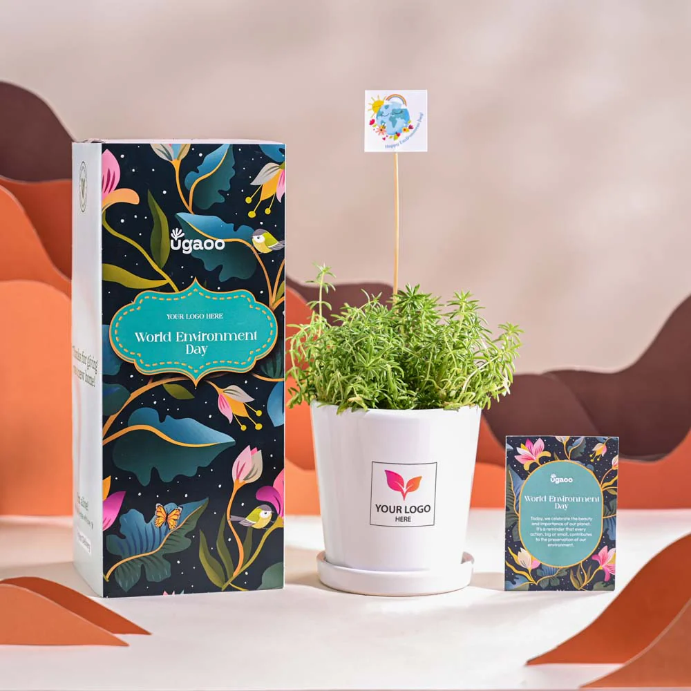 Golden Sedum Plant For Environment Day Gifting - Image 67