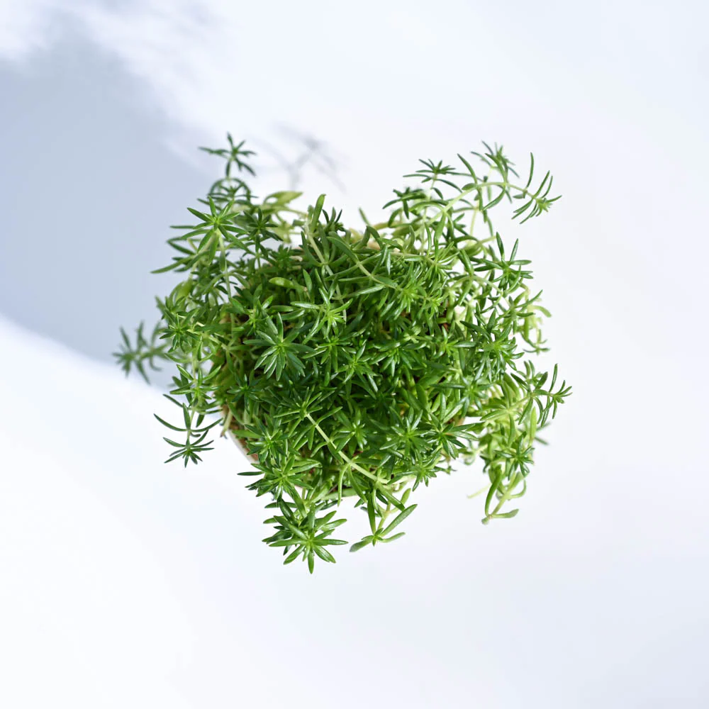 Golden Sedum Plant For Environment Day Gifting - Image 7