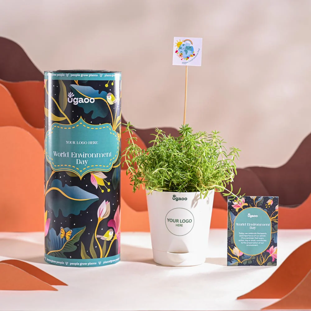 Golden Sedum Plant For Environment Day Gifting - Image 8