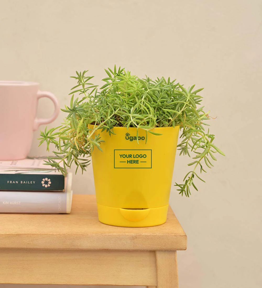 Golden Sedum Plant Gift Hamper