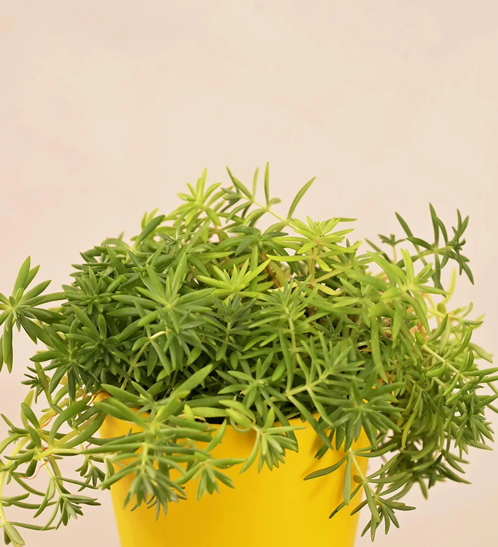 Golden Sedum Plant Gift Hamper - Image 3