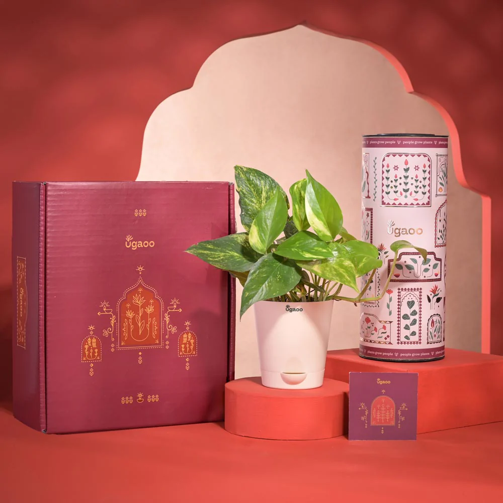 Good Vibes Diwali Gift Hamper - Image 16