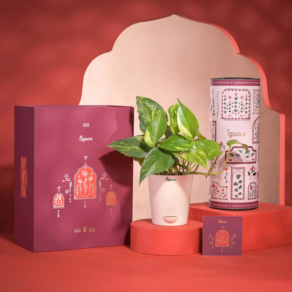 Good Vibes Diwali Gift Hamper - Image 8
