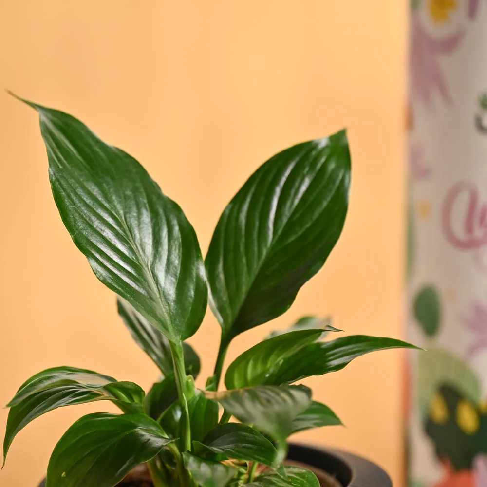 Grace & Growth – Women’s Day Plant & Chocolate Hamper - Image 4