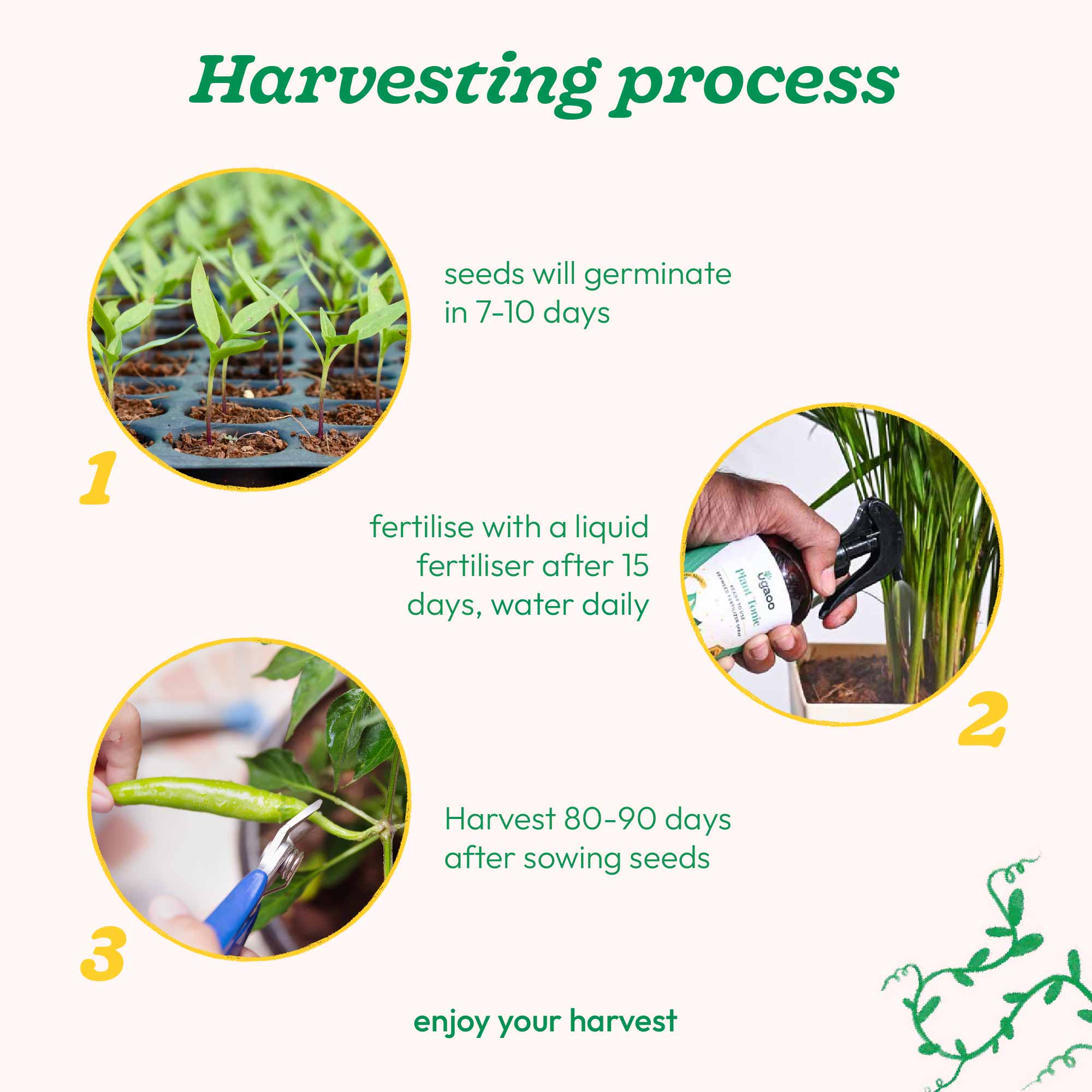 Green Chilli Seeds - Image 14